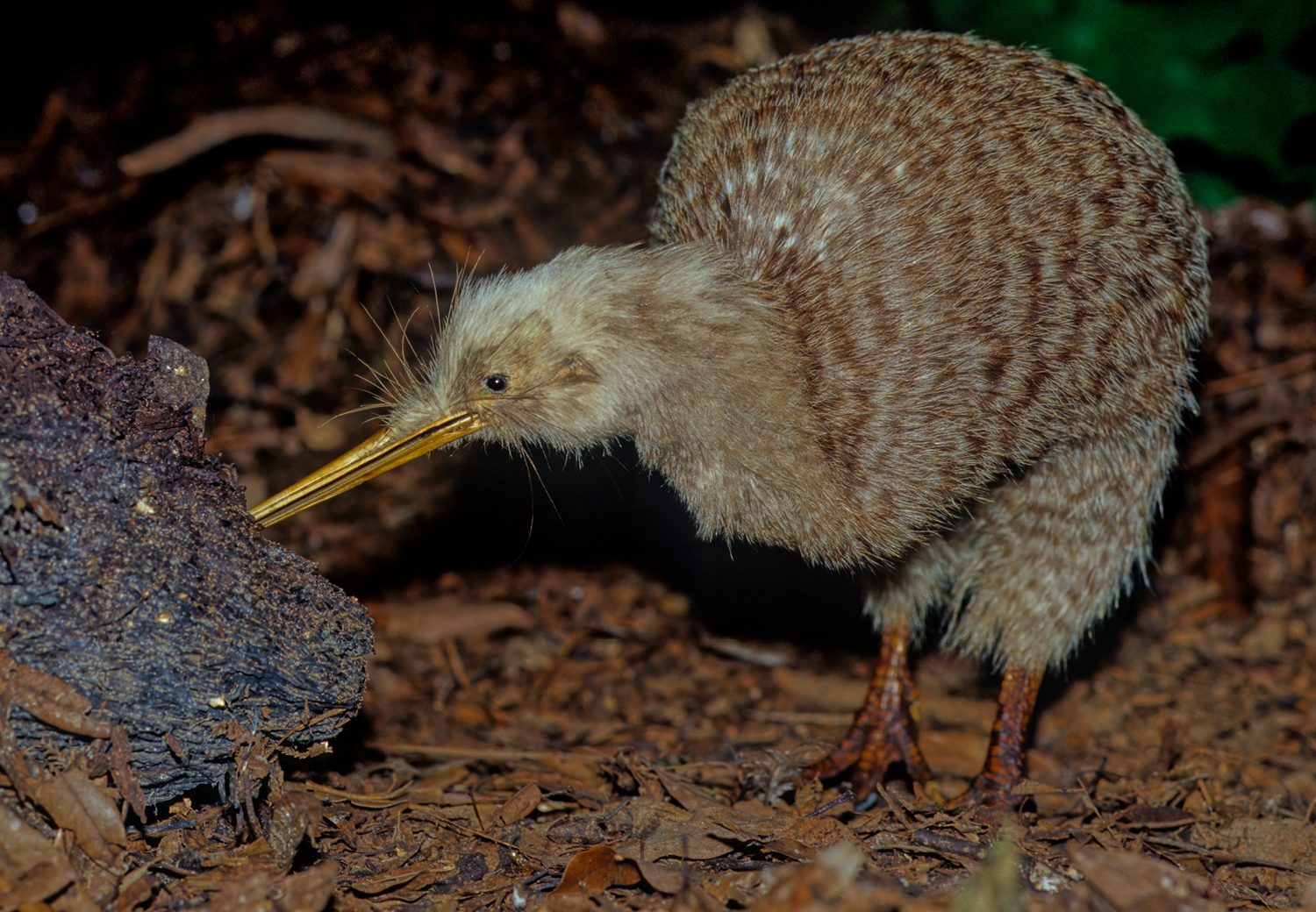 Kiwi