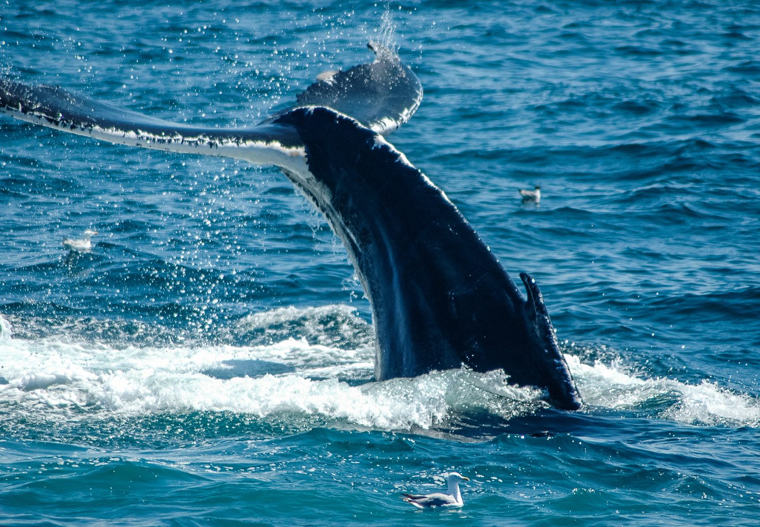 Whale